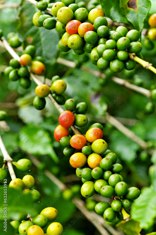 Café em natura - grão de café coloridos  