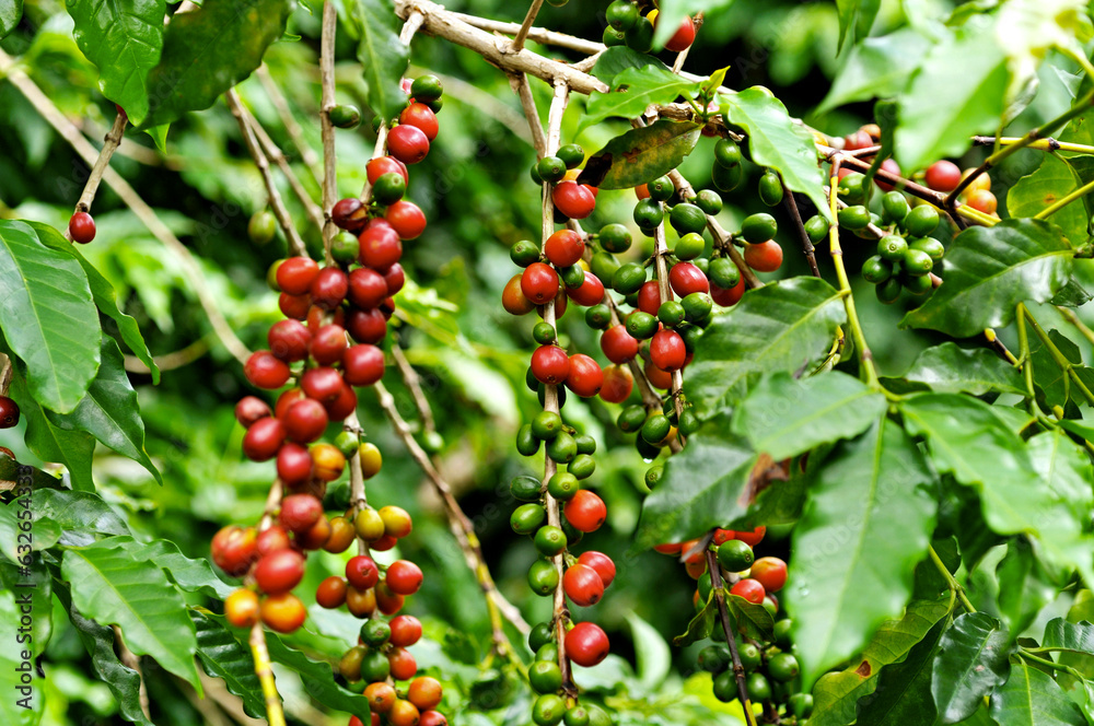Obraz premium Pé de café com frutos colorido