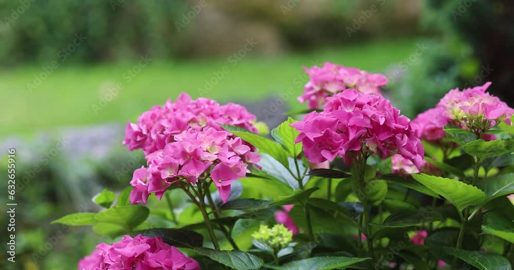 Hydrangea pink blooms, large bush, natural background Hydrangea pink blooms, large bush, natural background