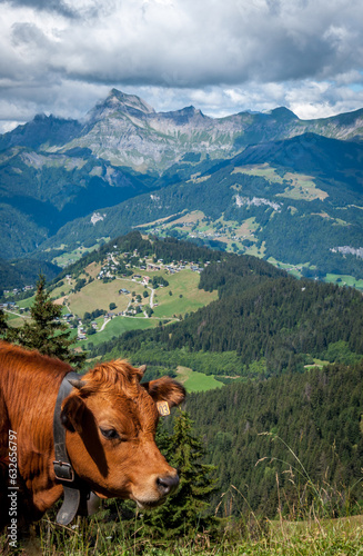 Vaches en pâturage dans les Alpes de Haute-Savoie © jasckal