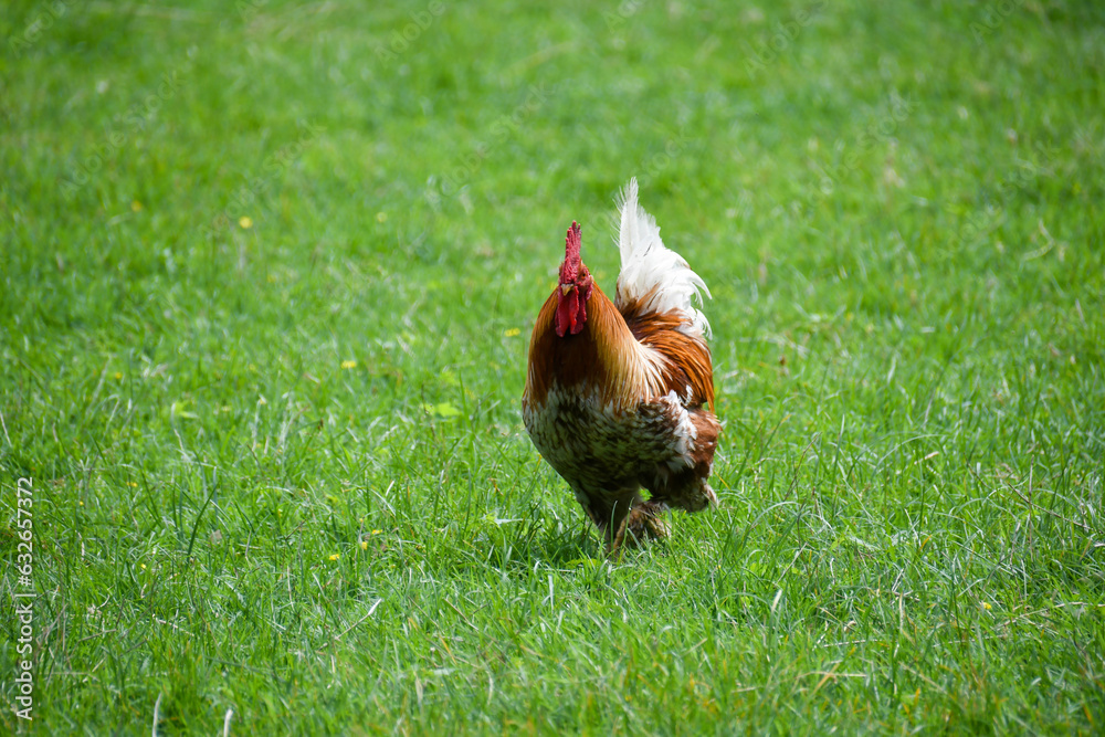 Fototapeta premium rooster guards his harem