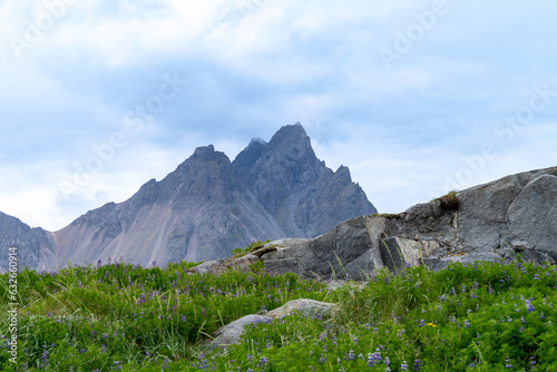 Vestrahorn mountain viewpoint in Southern Iceland, with purple lupine wildflowers
