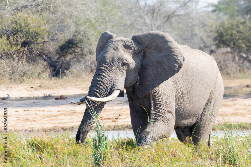 African Bush Elephant bull (Loxodonta africana) at waterhole in Kruger National Park