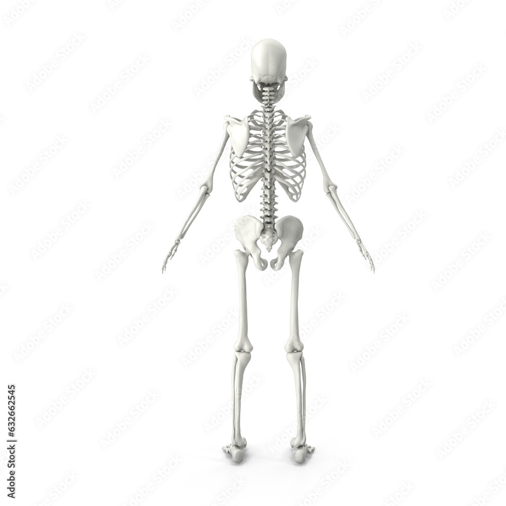 Human PNG skeleton. Medical 3D anatomical banner. Realistic white bones of limbs or skull, trunk with spine and ribs. Isolated skeletal system on white background Human PNG skeleton. Medical 3D anatomical banner. Realistic white bones of limbs or skull, trunk with spine and ribs. Isolated skeletal system on white background