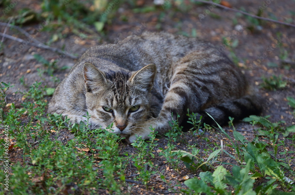 A gray striped cat lies on the ground among the grass