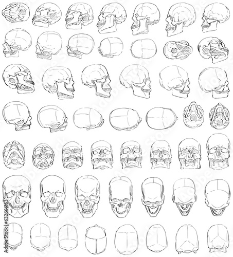 Fifty human Skulls drawn in Different Perspective - Digital Art (3D to 2D)
