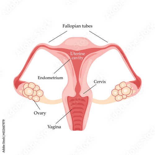 Female reproductive system