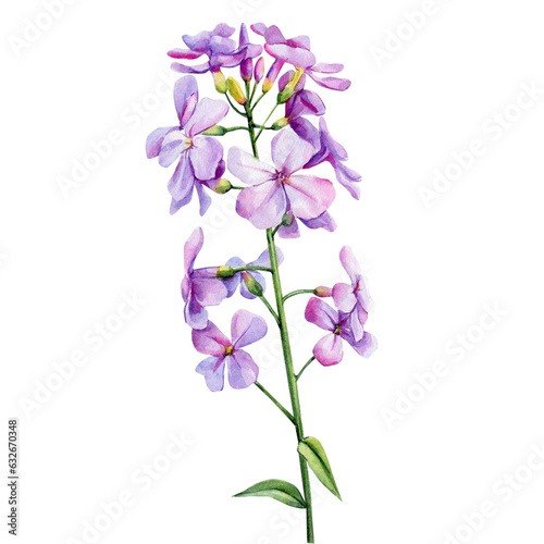 Violet wildflower watercolor. Floral isolated  for wedding, invitation, greeting cards. Watercolour flower