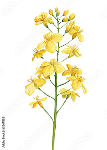 Yellow Wildflower watercolor. Floral isolated  for wedding, invitation, greeting cards. Watercolour flower