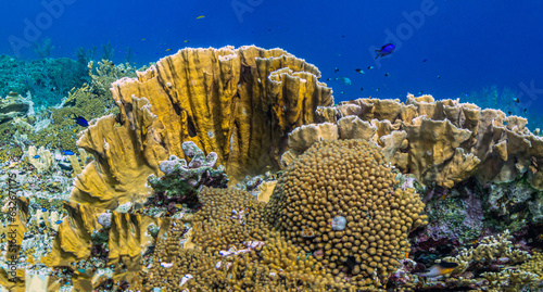 Caribbean coral garden photo