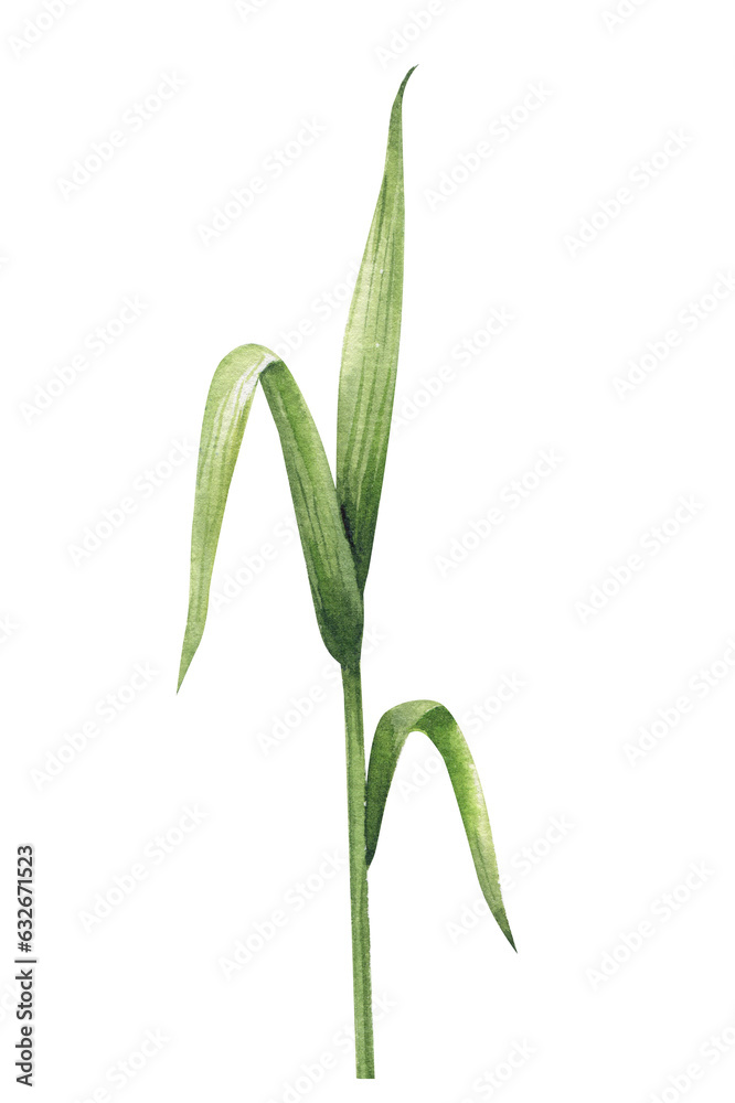 Hand painted grass, close-up leaves isolated on white background. Watercolor green floral. Hand painted grass, close-up leaves isolated on white background. Watercolor green floral.