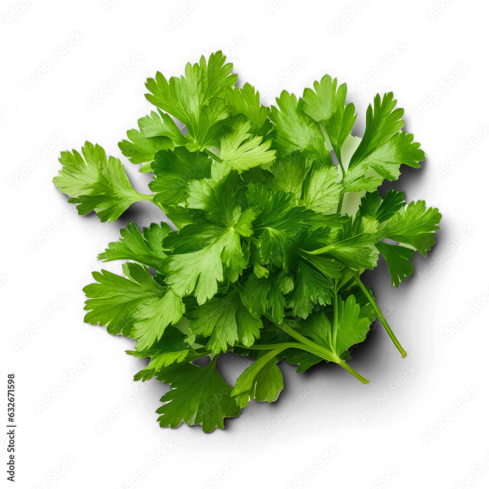 Cilantro isolated on transparent background top view Cilantro isolated on transparent background top view