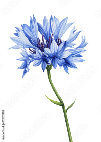 Watercolor blue floral. Cornflower, Hand painted wildflowers, field flower isolated on white background for design, print