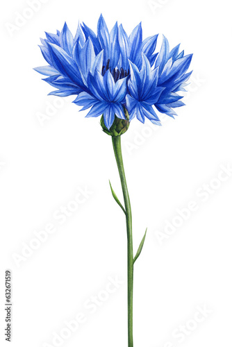 Watercolor blue floral. Cornflower, Hand painted wildflowers, field flower isolated on white background for design, print