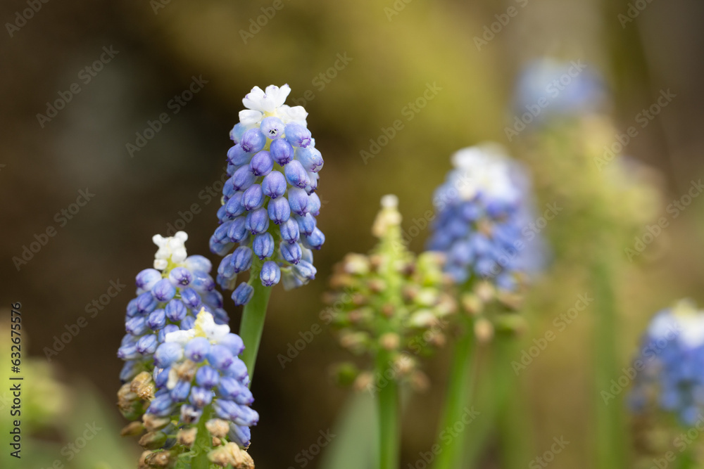 Scotland Beautiful Flower Gardens Scotland Beautiful Flower Gardens