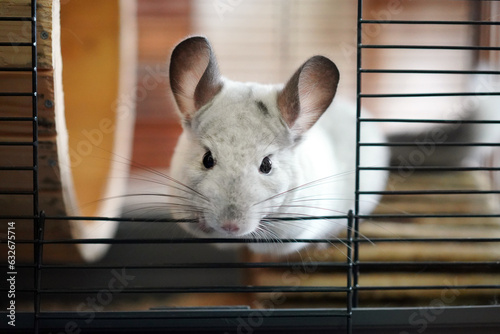 Wilson White chinchilla in its cage photo