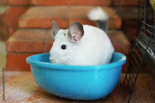 Chinchilla bathing in the sand photo