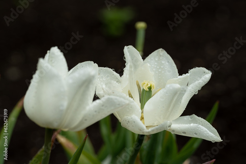 Scotland Beautiful Flower Gardens