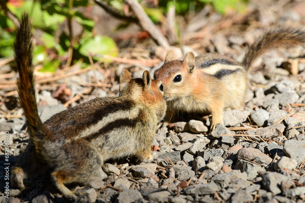 Chipmunks at Ed Z'berg Sugar Pine Point State Park, California Chipmunks at Ed Z'berg Sugar Pine Point State Park, California