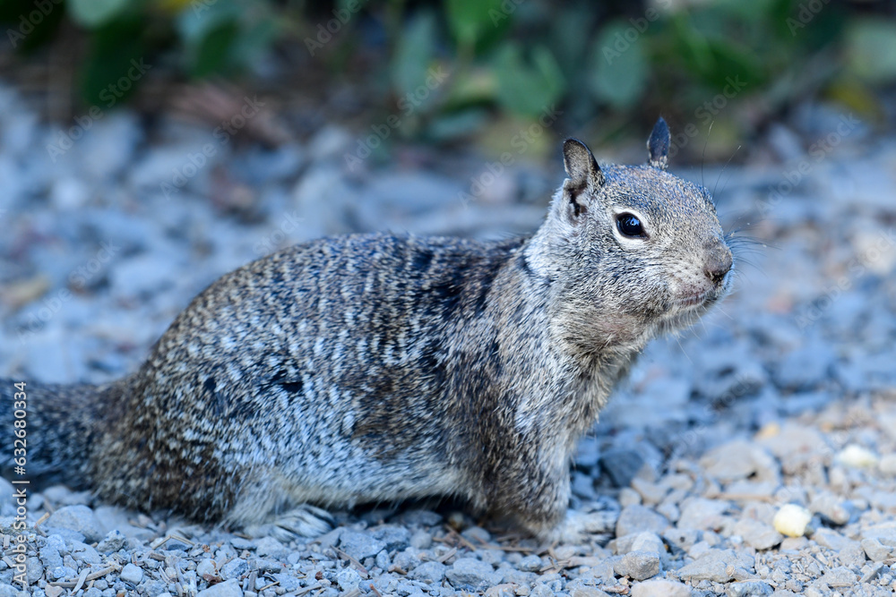 California ground squirrel at Ed Z'berg Sugar Pine Point State Park, California California ground squirrel at Ed Z'berg Sugar Pine Point State Park, California