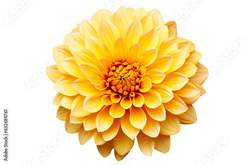 Fototapete photorealistic close-up of a yellow dahlia on white background isolated PNG