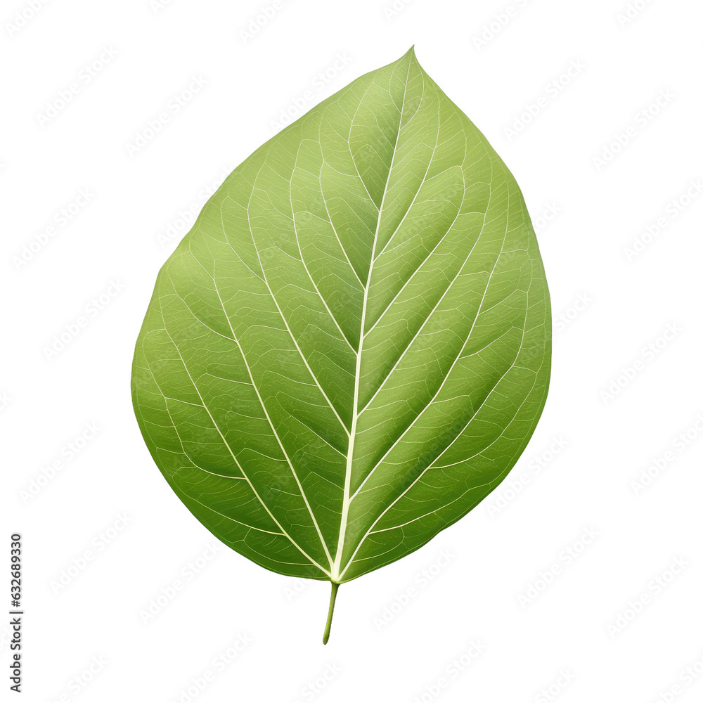 Obraz premium Green leaf with white petioles.