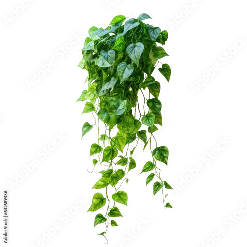 Billede på lærred Green leaves of Javanese treebine or Grape ivy, an isolated hanging plant, with clipping path