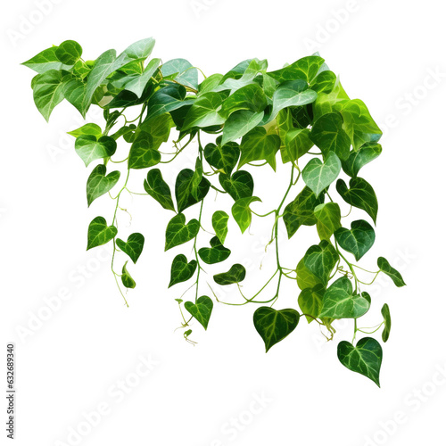 Fototapeta Green leaves of Javanese treebine or Grape ivy, an isolated hanging plant, with clipping path