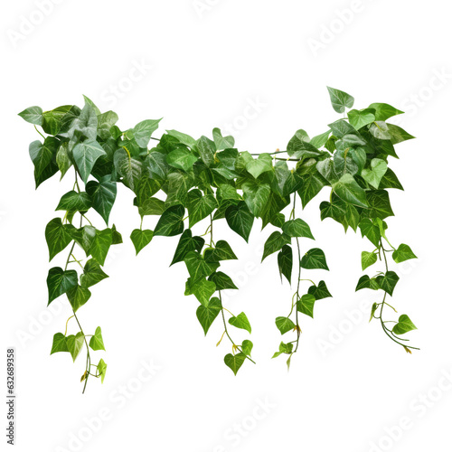 Green leaves of the Javanese treebine, Grape ivy, hang from a jungle vine, creating a lush bush. It is isolated with a clipping path.