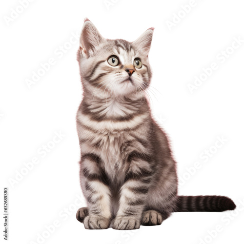 Grey striped kitten posing in studio, eagerly awaiting food. © Ilgun