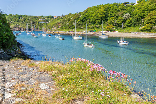 Sea pinks growing on an old lime kiln at Solva Harbour in the estuary of the River Solva at Solva in the Pembrokeshire Coast National Park, West Wales UK photo