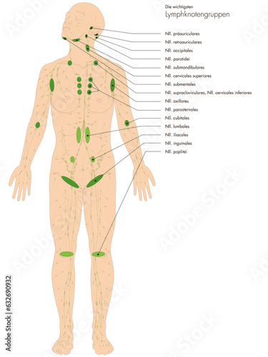 Infografik Lehrmaterial: Lymphknotengruppen des Menschen - Lymphsystem - Lymphgefäße Lymphknoten - Beschriftung: lateinisch
