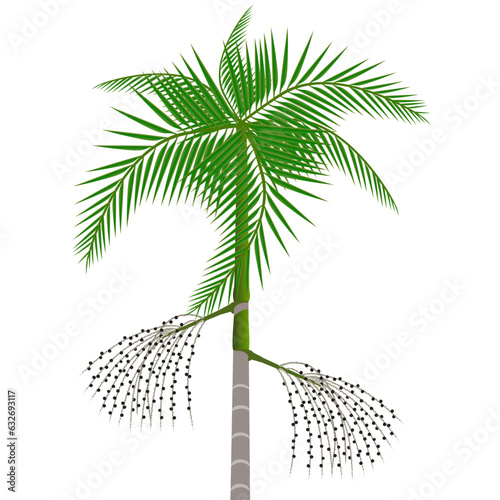 Acai palm tree with berries on a white background.