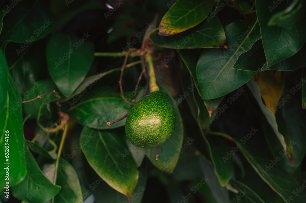 Avocado fruits on a Avocado tree in a garden. Avocado production or agriculture concept Avocado fruits on a Avocado tree in a garden. Avocado production or agriculture concept