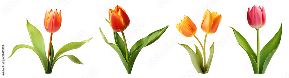 Tulip flowers are set transparent background. Tulips flowers png bundle Tulip flowers are set transparent background. Tulips flowers png bundle