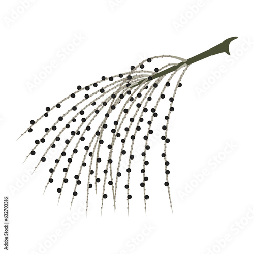 Branch with acai berries on a white background.
