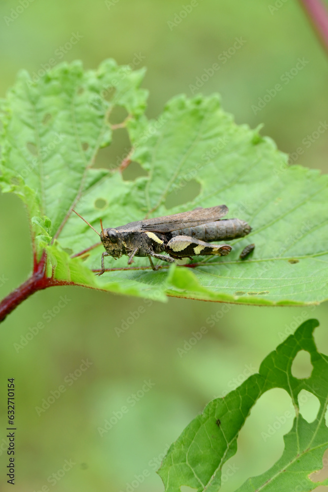 closeup the brown grasshopper hold on ladyfinger plant leaf in the farm soft focus natural green brown background. closeup the brown grasshopper hold on ladyfinger plant leaf in the farm soft focus natural green brown background.