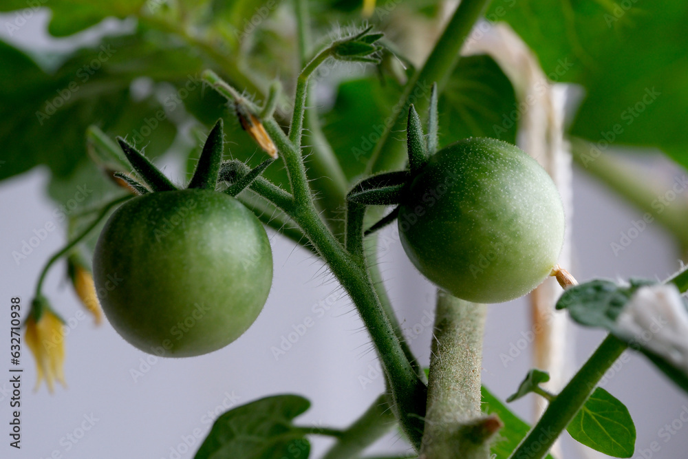Indoor tomatoes with beautiful green fruits Indoor tomatoes with beautiful green fruits