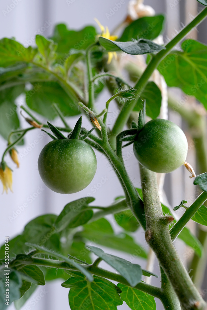 Indoor tomatoes with beautiful green fruits Indoor tomatoes with beautiful green fruits
