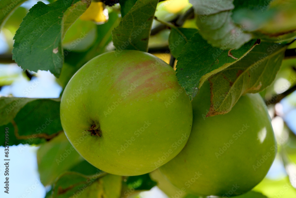 Apples ripen on a branch