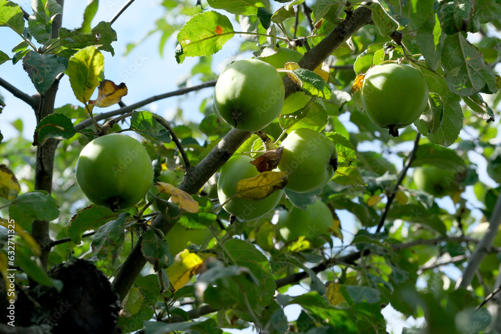 Apples ripen on a branch