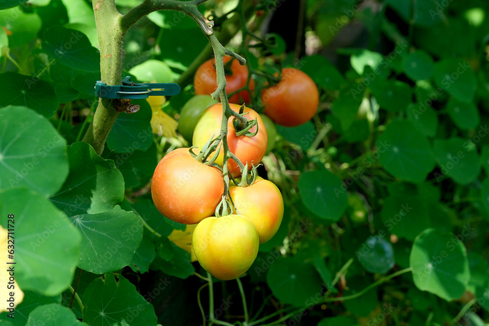 Tomatoes ripen on a branch Tomatoes ripen on a branch