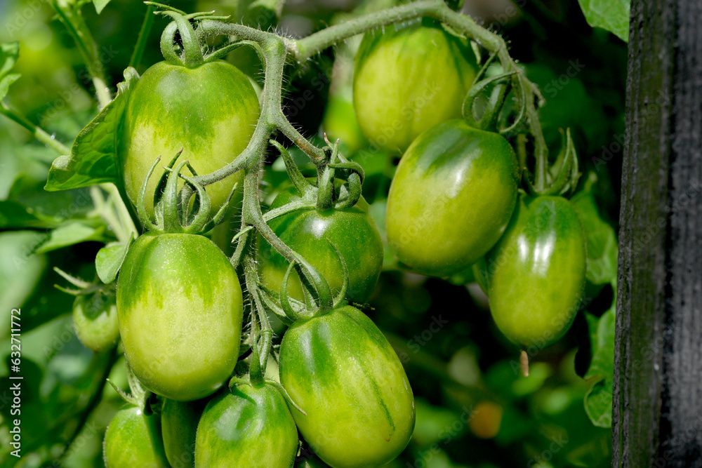Tomatoes ripen on a branch