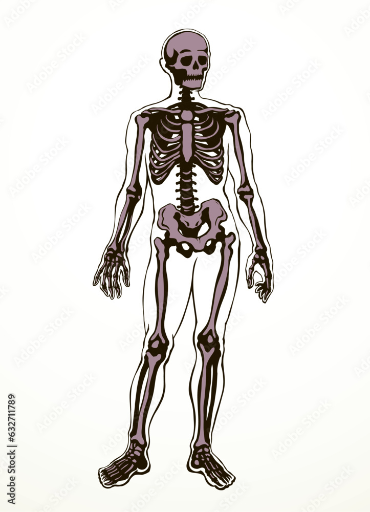 Human skeleton. Vector schematic drawing Human skeleton. Vector schematic drawing