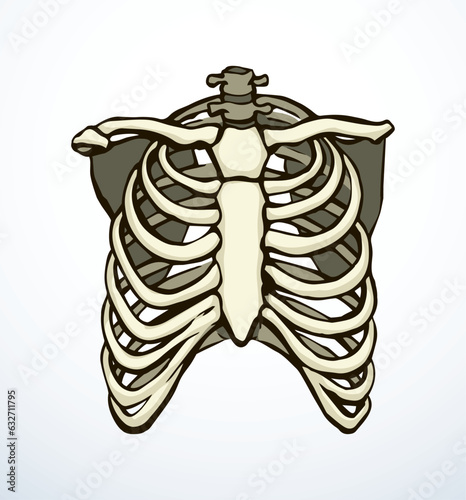 Vector drawing. Thorax and ribs