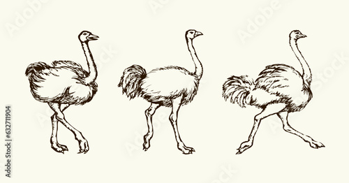 Vector drawing. Ostrich in the steppe