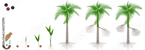 Cycle of growth of acai palm tree on a white background.