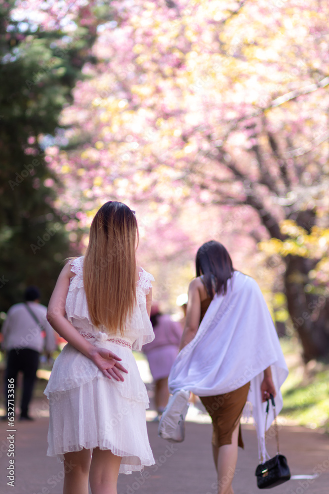 woman walking cherry blossom path to see beautiful scenery of pink cherry blossoms along road blessed in winter. woman travel journey along path of beautiful pink cherry blossoms in full bloom blessed woman walking cherry blossom path to see beautiful scenery of pink cherry blossoms along road blessed in winter. woman travel journey along path of beautiful pink cherry blossoms in full bloom blessed