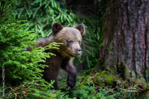 Brown bear cub in the forest with pine branch. Wild animal in the nature habitat