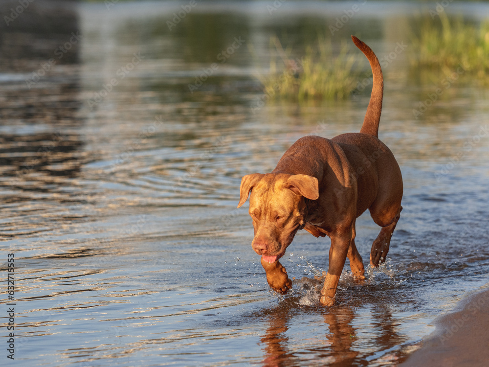 Cute dog swimming in the river on a clear, sunny day. Closeup, outdoors. Day light. Concept of care, education, obedience training and raising pets Cute dog swimming in the river on a clear, sunny day. Closeup, outdoors. Day light. Concept of care, education, obedience training and raising pets